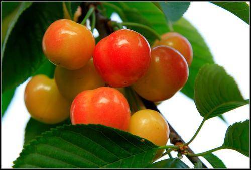 春日果实搭上生鲜快车 “新安樱桃”新鲜进万家