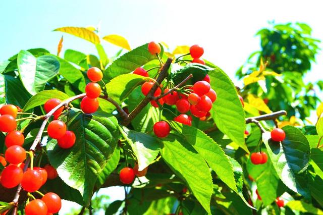 春日果实搭上生鲜快车 “新安樱桃”新鲜进万家