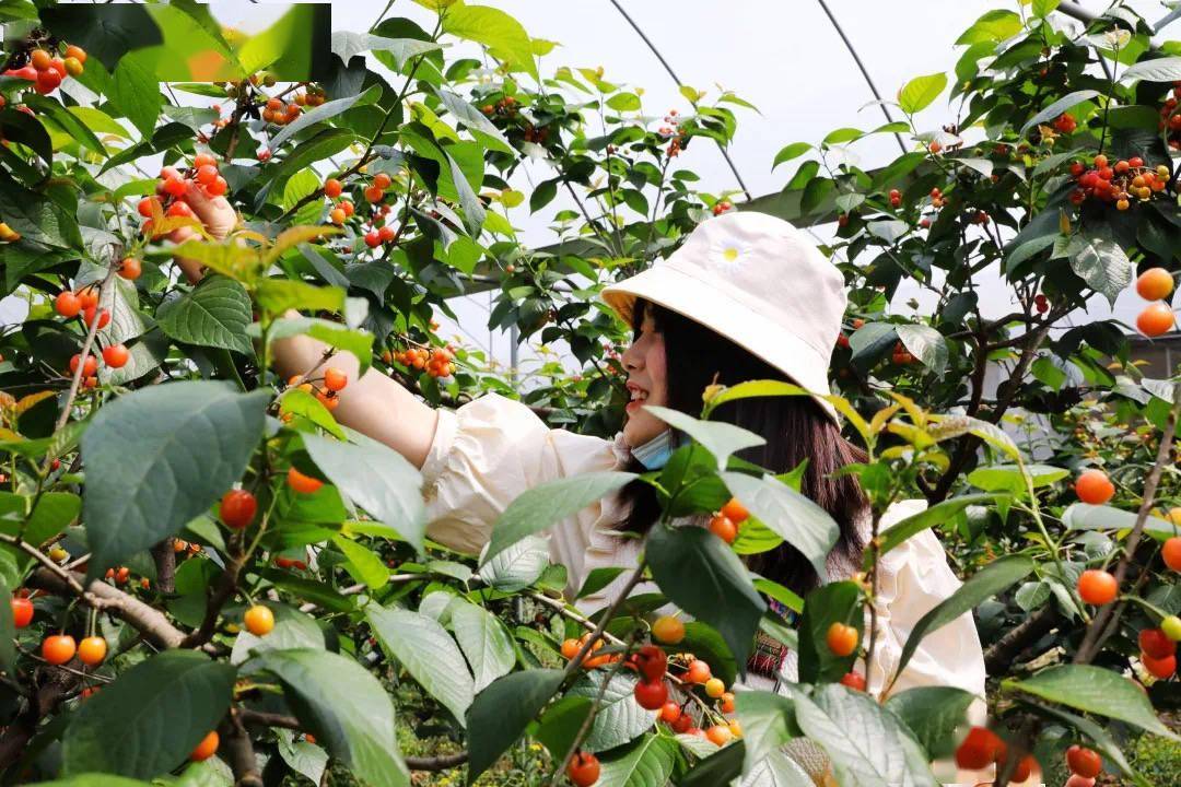 春日果实搭上生鲜快车 “新安樱桃”新鲜进万家