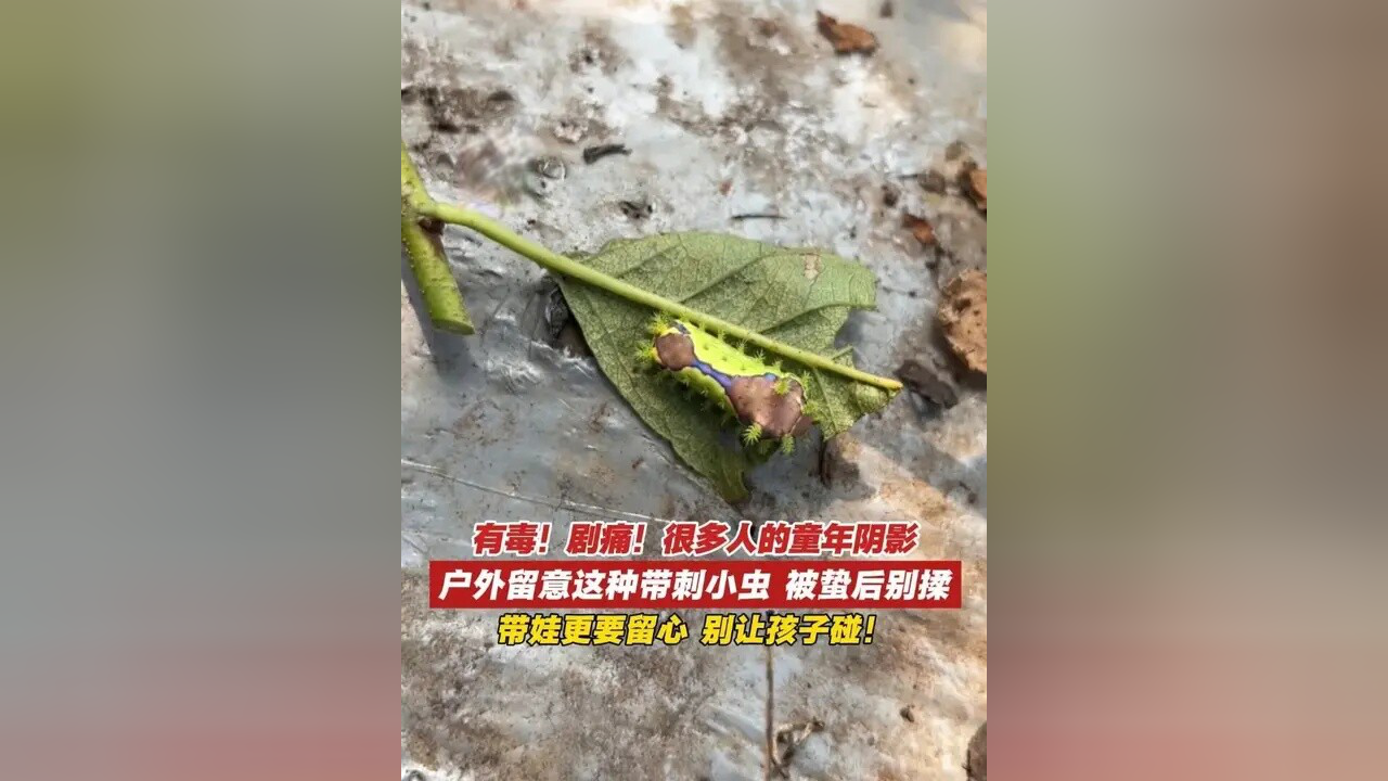 剧痛！别碰！别揉！近期这种毒虫频现，有人一不小心就中招了！